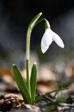 snowdrop []