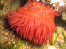  ,     ,  -  (Actinia actinia) []