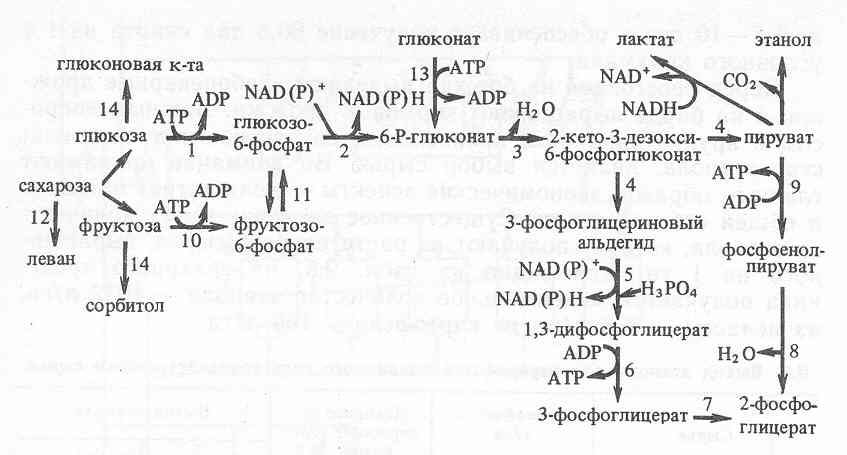    Zymomonas mobilis [..]