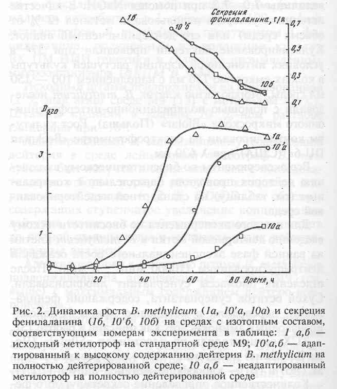    B.methylicum    [..]