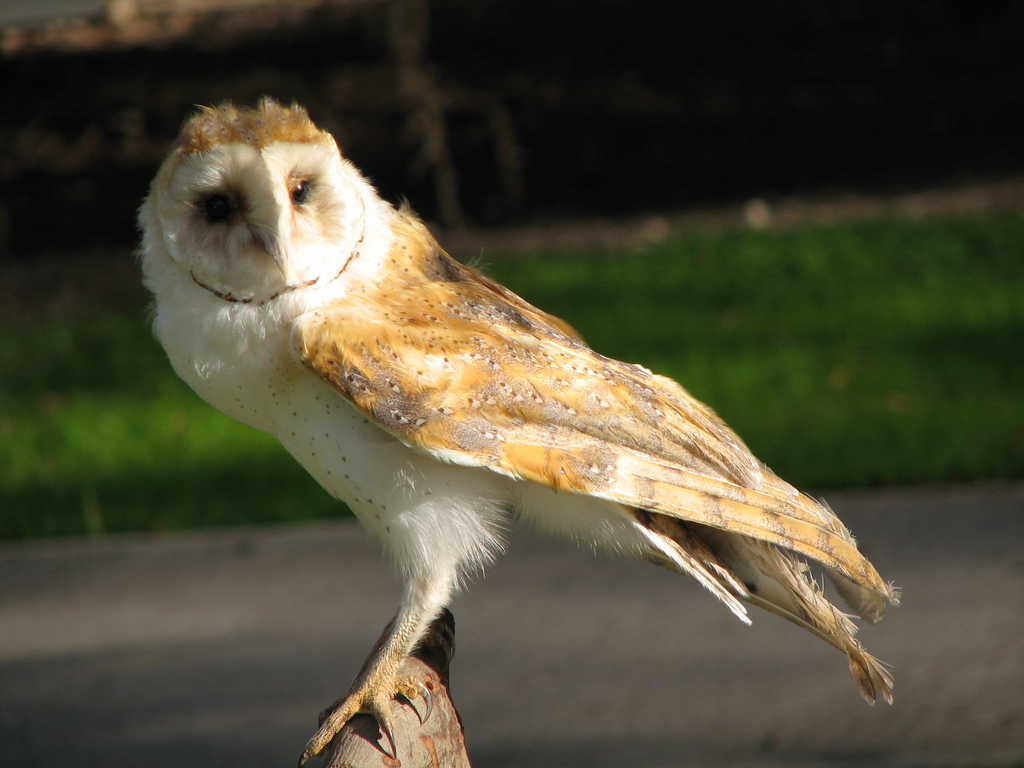 Tyto alba []